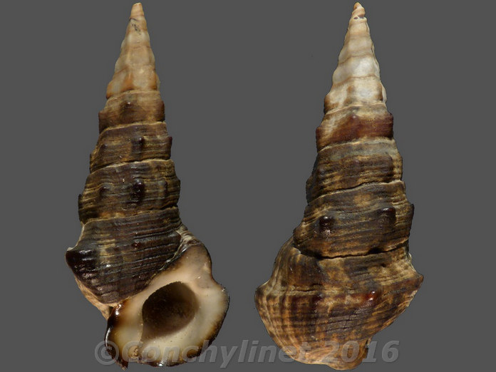 Pyrazus ebeninus Pyrazus ebeninus