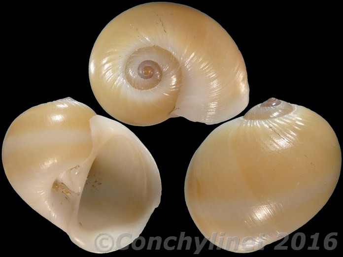 Natica vitellus