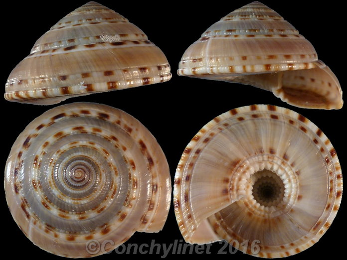 Architectonica trochlearis