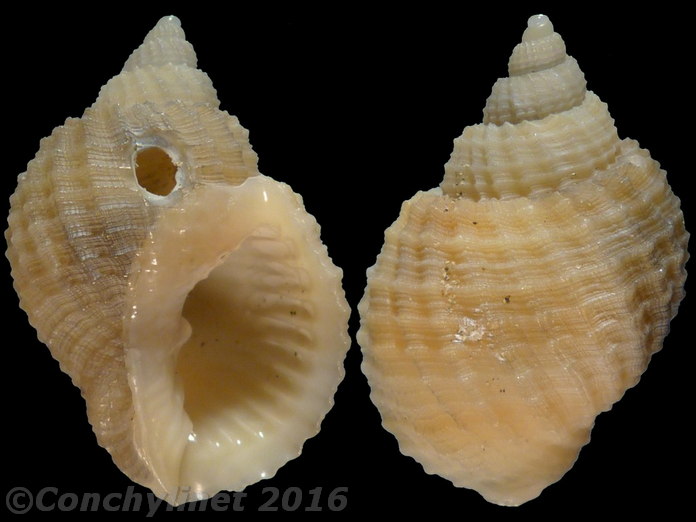 Cancellaria elegans