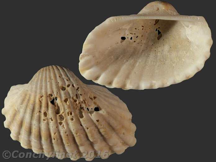 Anadara rotundicostata