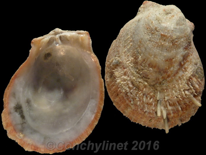 Spondylus spectrum