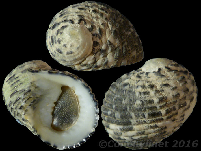 Nerita chamaeleon