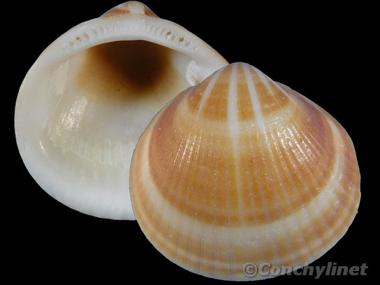 Glycymeris undata