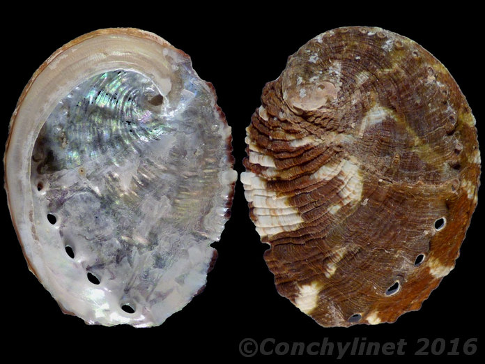 Haliotis ovina
