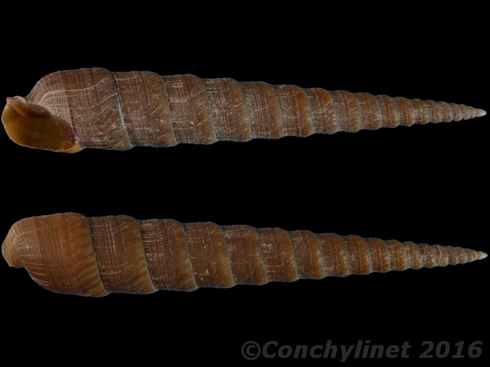 Terebra knudseni