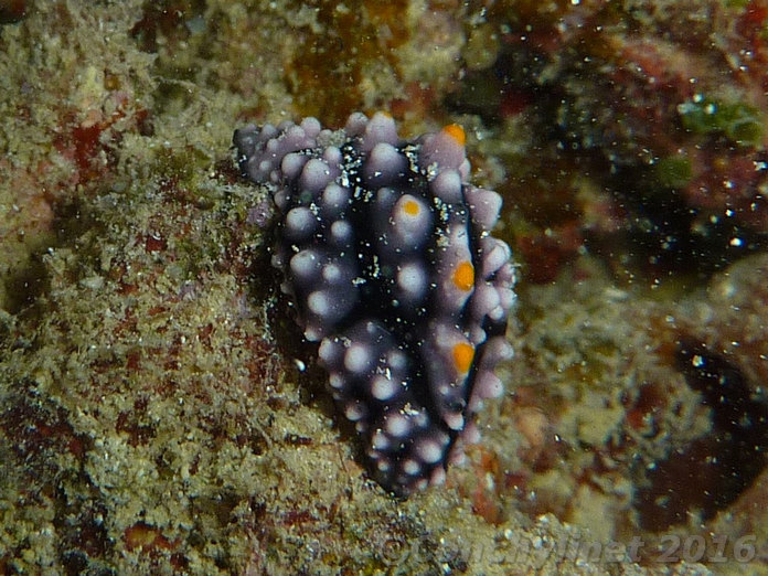 Phyllidia elegans