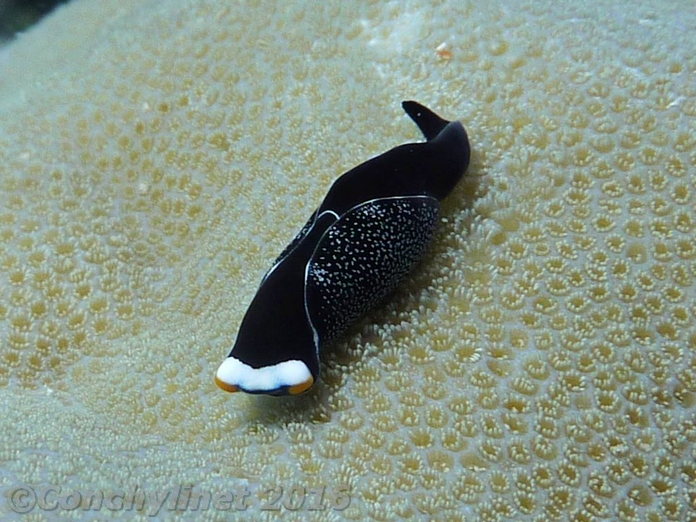 Chelidonura inornata