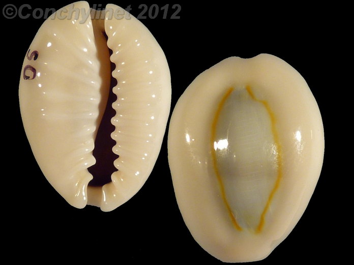 Cypraea obvelata