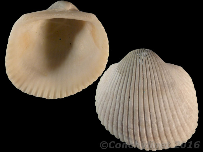 Anadara inaequivalvis