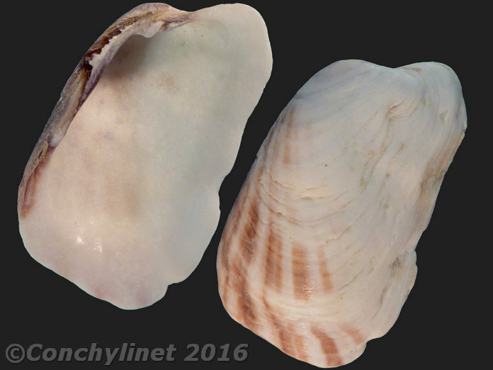 Trapezium sublaevigatum