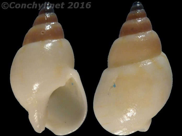 Nassarius particeps