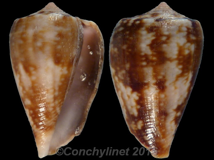 Conus papilliferus