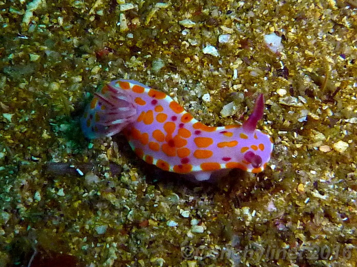 Ceratosoma amoenum