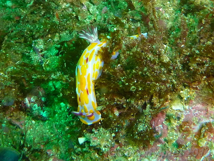 Ceratosoma amoenum