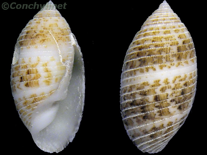 Pupa sulcata