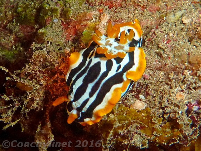 Chromodoris africana