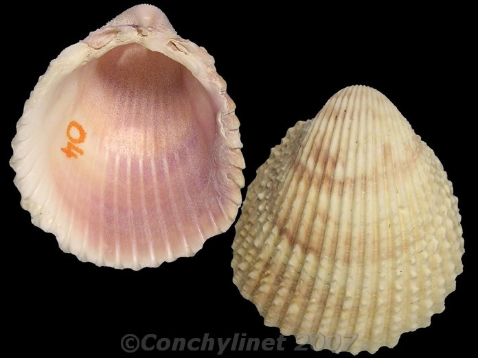 Trachycardium egmontianum