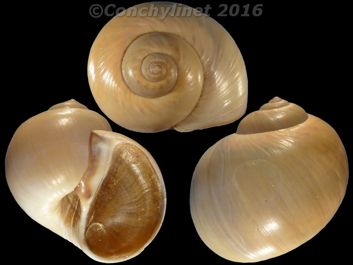 Lunatia catena