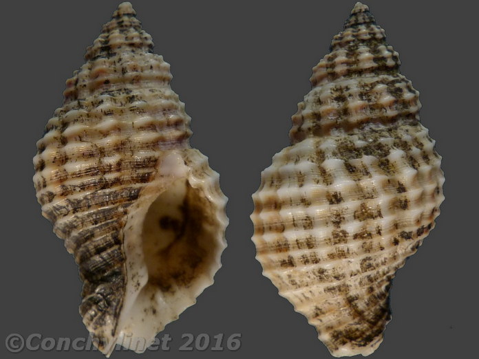 Solenosteira cancellaria