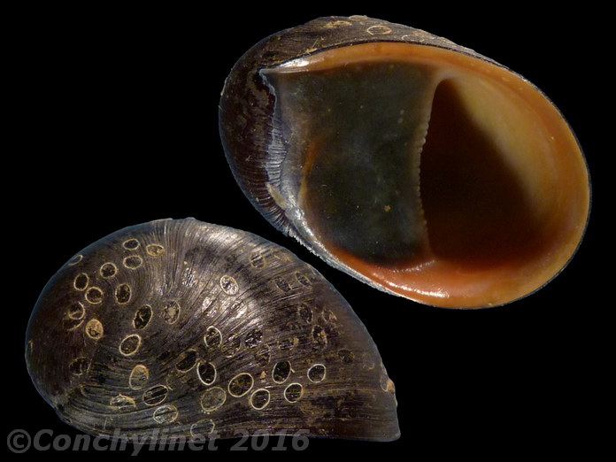 Neritina pulligera Neritina pulligera