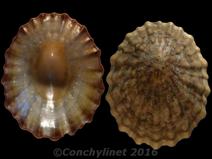 Cellana strigilis