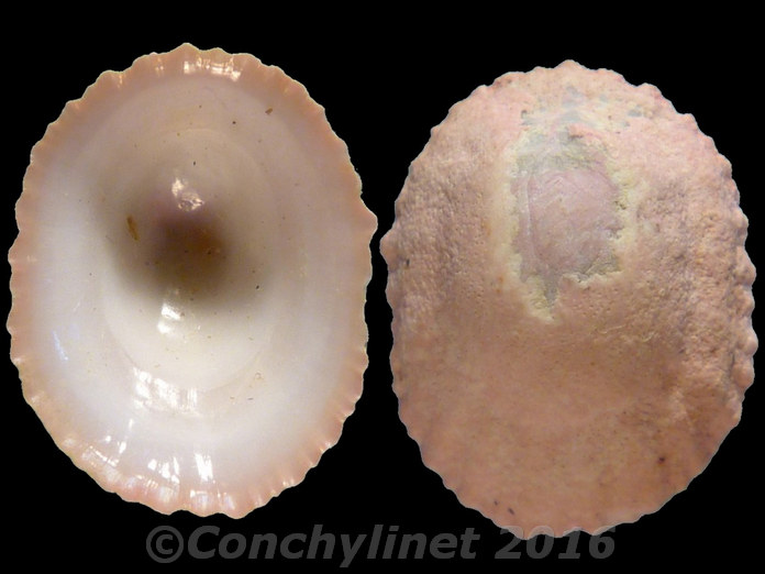 Radiacmea inconspicua