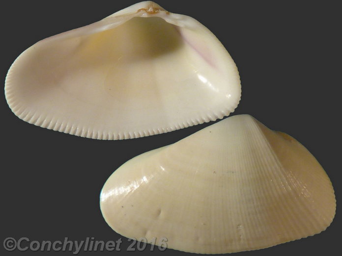 Donax denticulatus