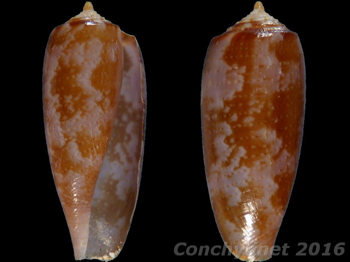 Conus obscurus
