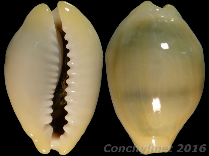 Cypraea moneta Cypraea moneta