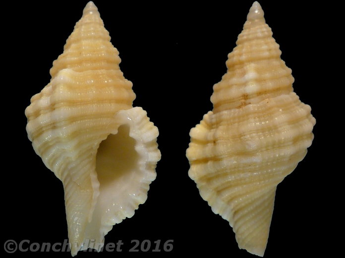 Monoplex mundus
