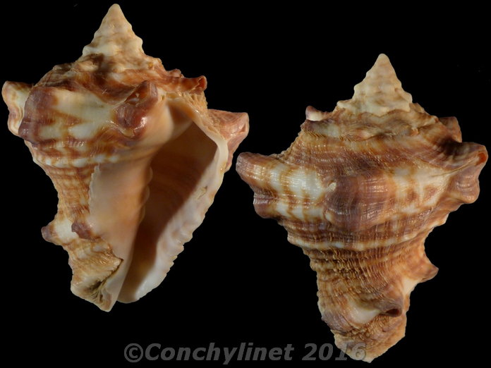 Vasum rhinoceros