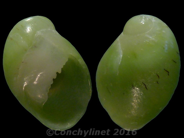 Smaragdia rangiana