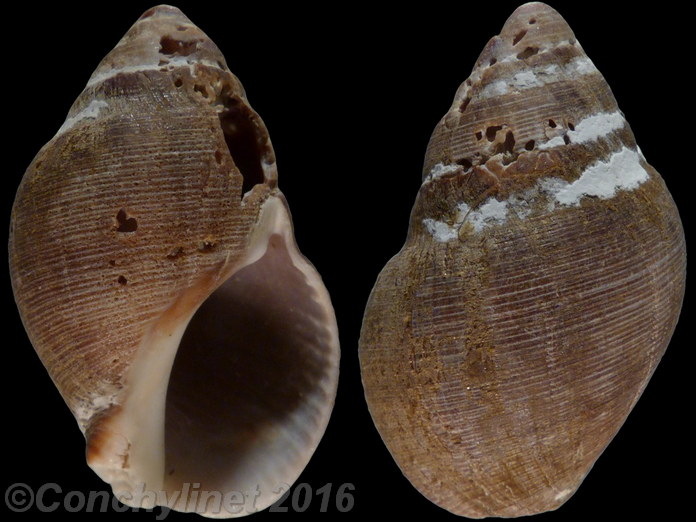 Burnupena papyracea