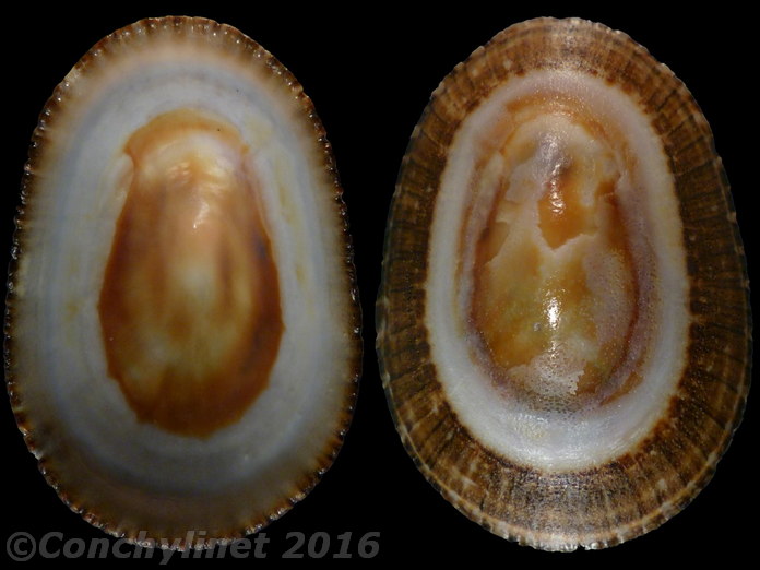 Scutellastra argenvillei