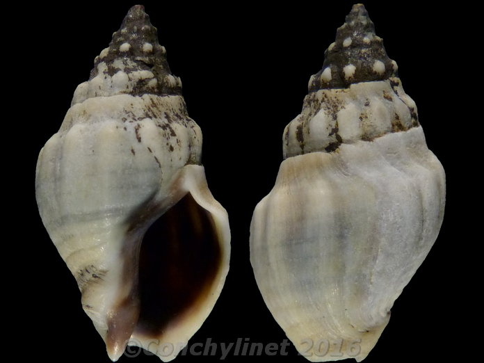 Cominella glandiformis