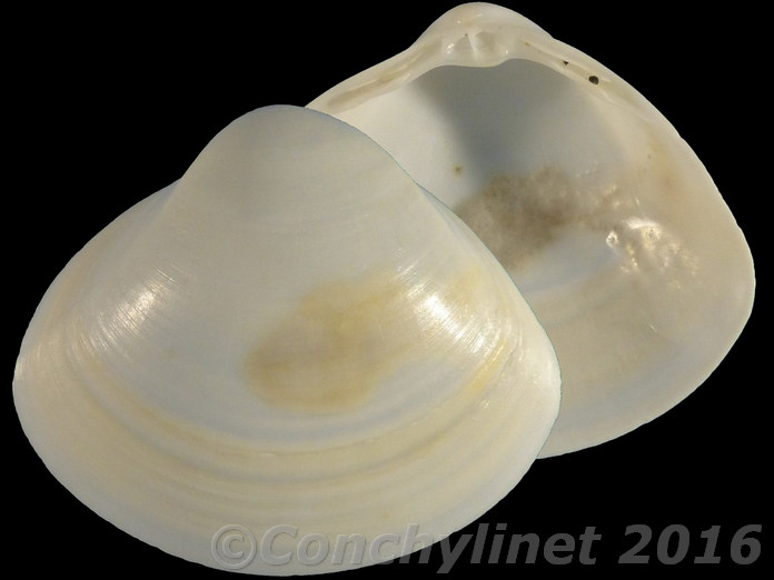 Mactra stultorum f. corallina