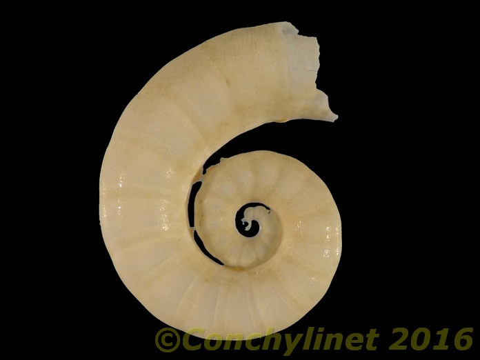 Spirula spirula