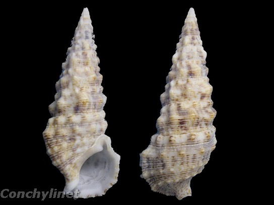 Cerithium atratum