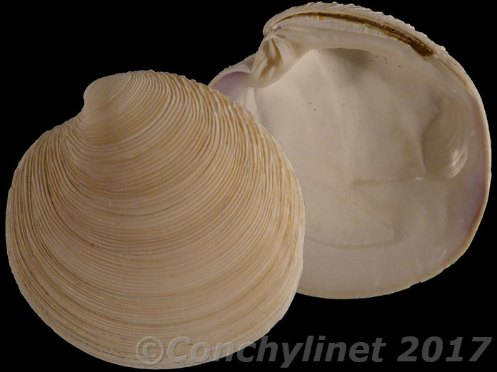 Dosinia anus