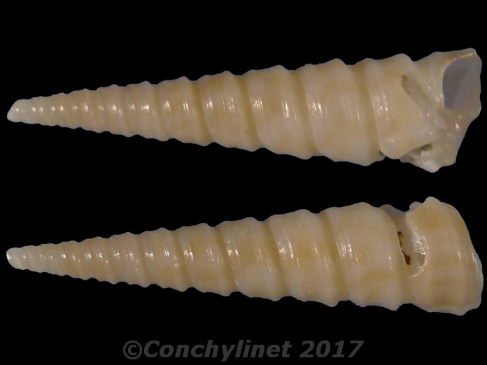 Striacolpus pagoda