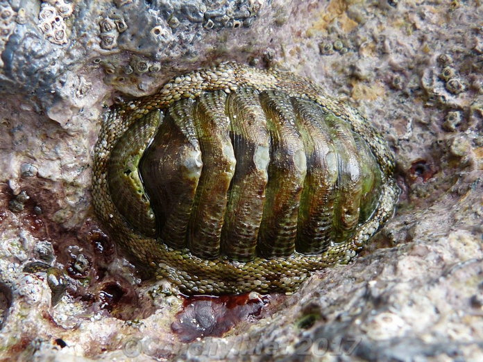 Sypharochiton pelliserpentis