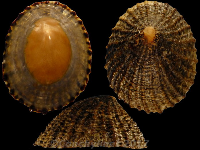 Cellana denticulata