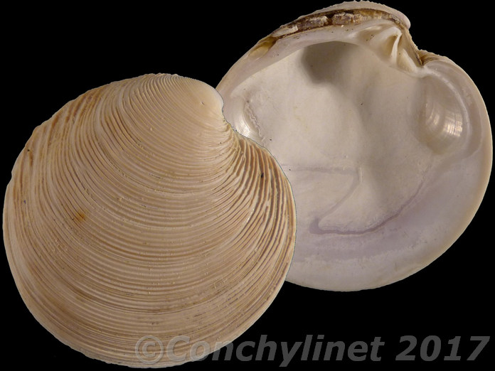 Dosinia anus