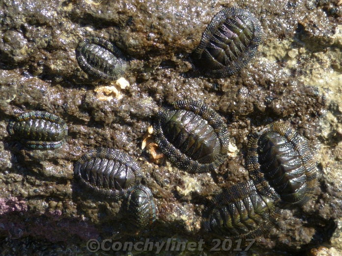 Sypharochiton pelliserpentis
