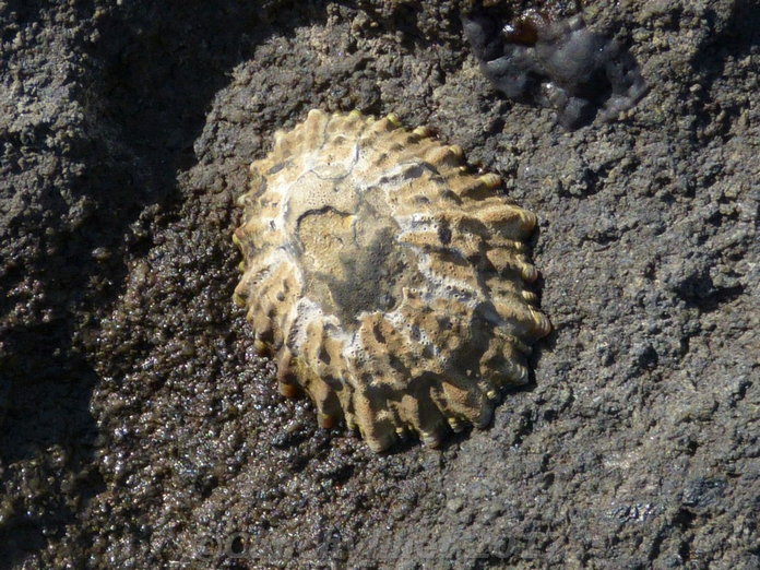 Cellana ornata