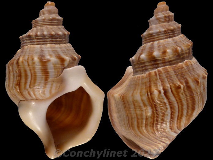 Struthiolaria papulosa