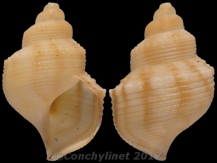 Struthiolaria papulosa