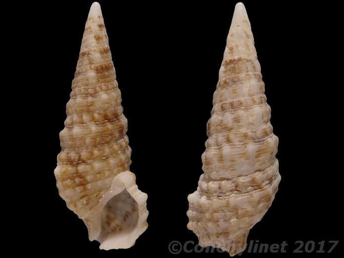 Cerithium atratum