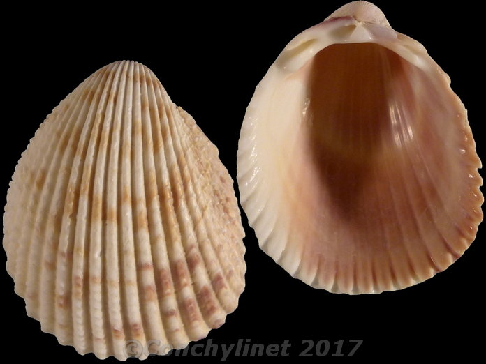 Trachycardium egmontianum